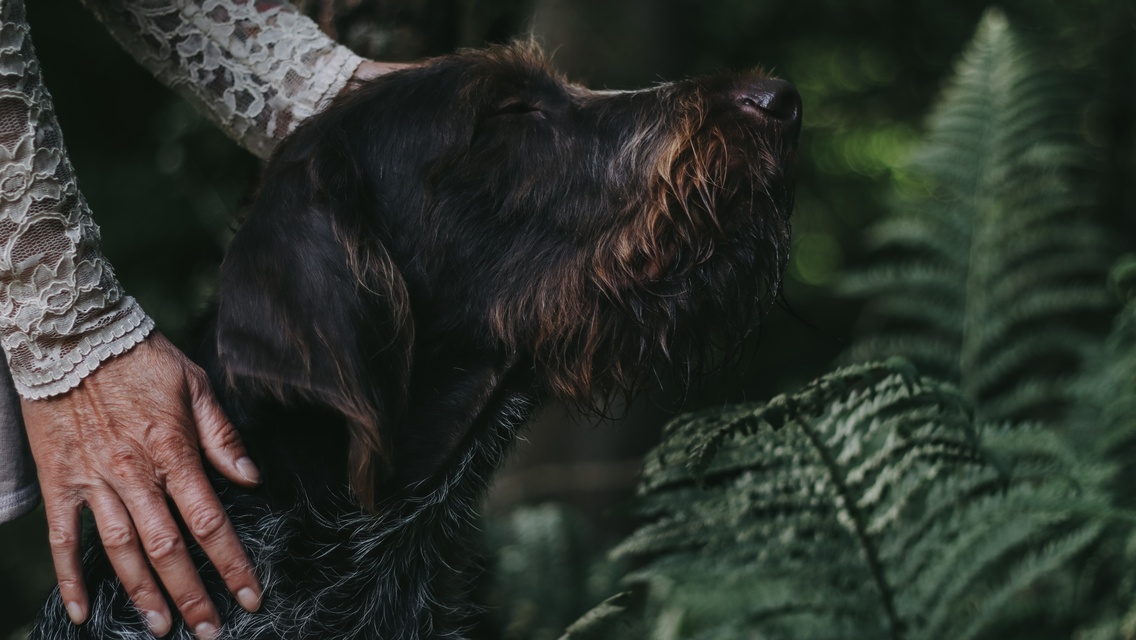 Hundetraumatherapie